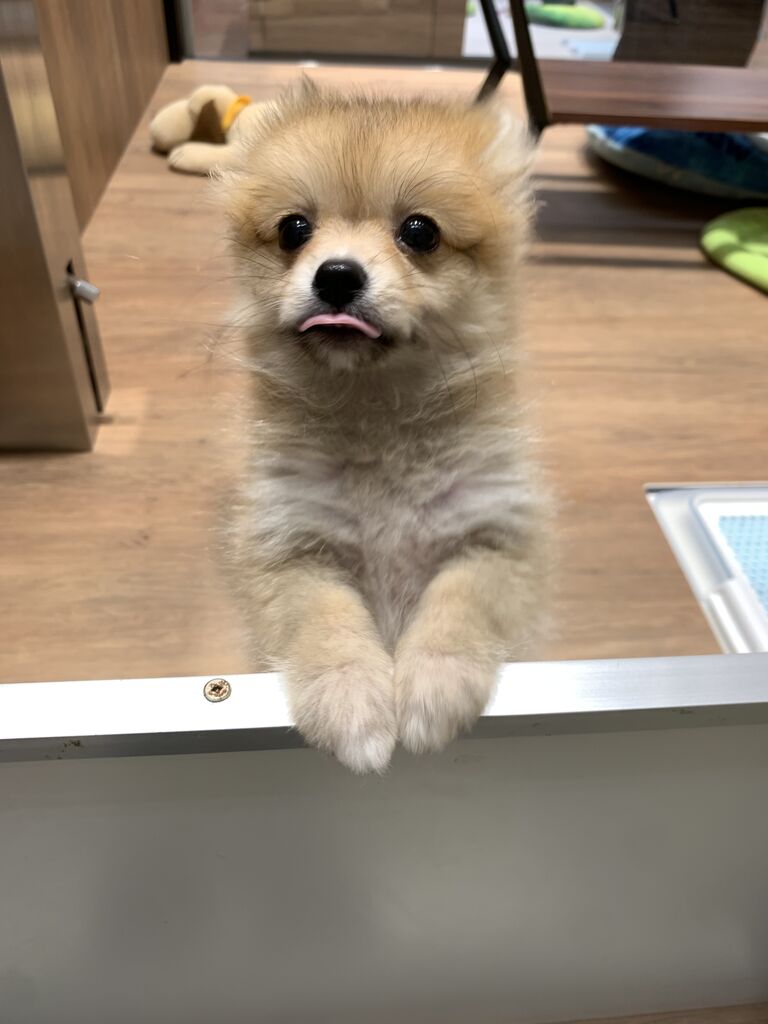 ふわふわポメチー 神奈川県小田原市 ペットショップワンラブ フレスポ小田原シティーモール店のスタッフブログ