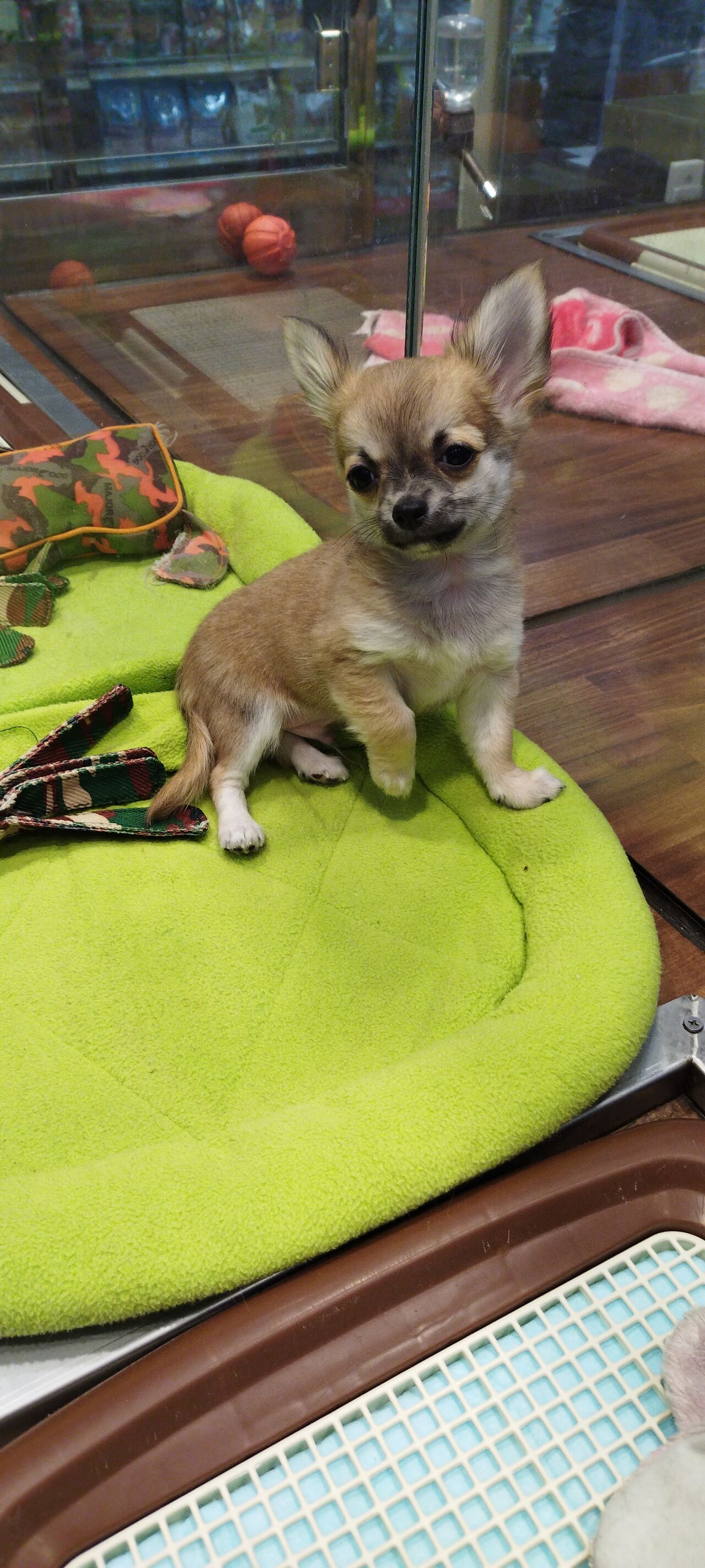 白でも黒でもないけどチワワ君 神奈川県小田原市 ペットショップワンラブ フレスポ小田原シティーモール店のスタッフブログ