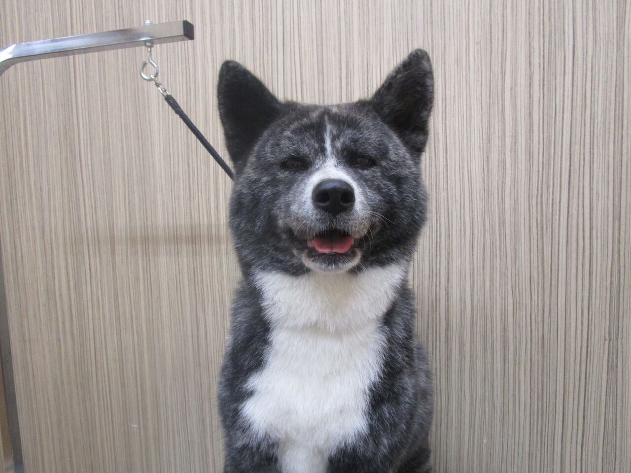 シャンプーコース 秋田犬 蓮華ちゃん 小澤 神奈川県小田原市 ペットショップワンラブ フレスポ小田原シティーモール店のスタッフブログ