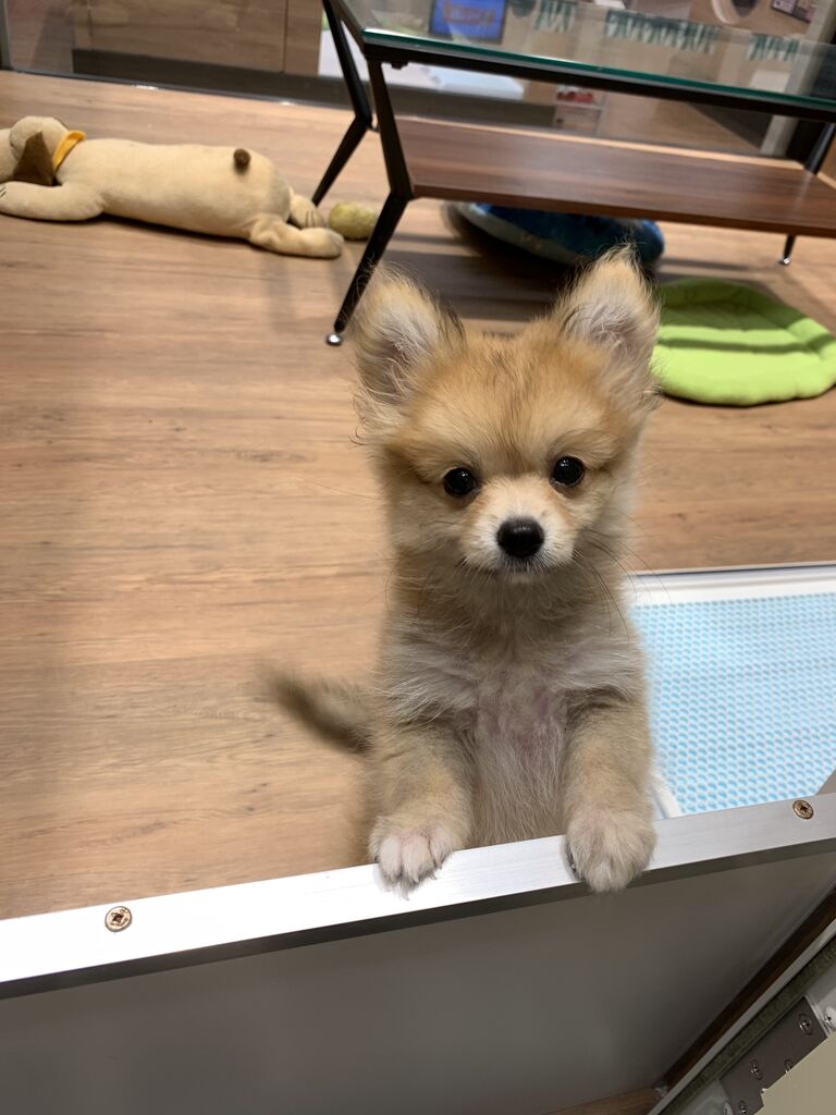ふわふわポメチー 神奈川県小田原市 ペットショップワンラブ フレスポ小田原シティーモール店のスタッフブログ