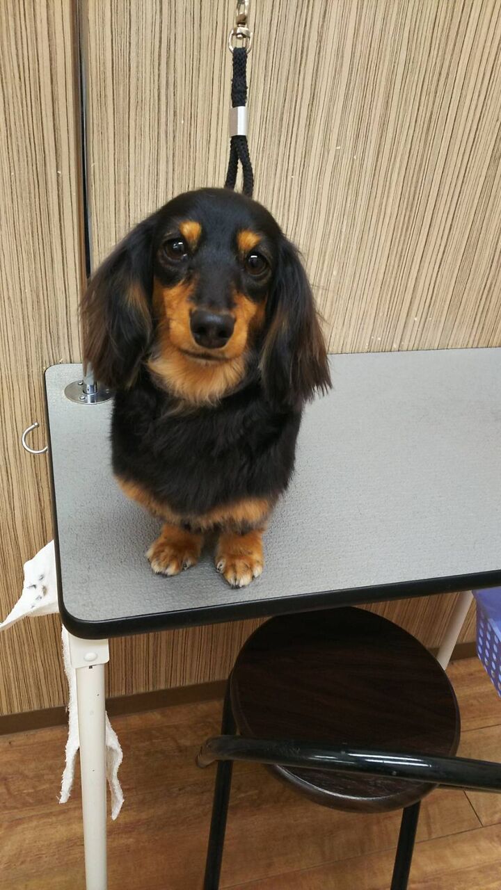 シャンプーカットコース カニヘンダックス そらちゃん 松本 神奈川県小田原市 ペットショップワンラブ フレスポ小田原シティーモール店のスタッフブログ シャンプーカットコース カニヘンダックス そらちゃん 松本 神奈川県小田原市 ペットショップワンラブ フレスポ小田原シティーモール店のスタッフブログ