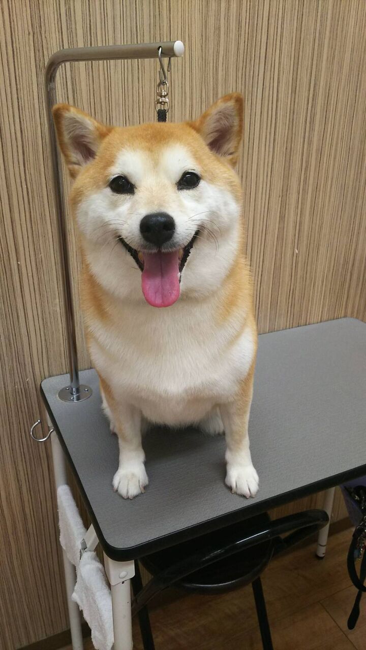 シャンプーセットコース 柴犬 のんちゃん 松本 神奈川県小田原市 ペットショップワンラブ フレスポ小田原シティーモール店のスタッフブログ