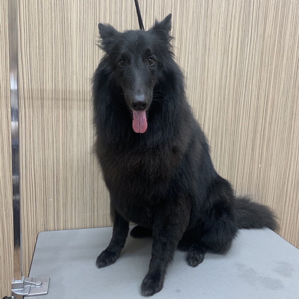 シャンプーカットコース ベルジアングローネンダール ジャンプカットコース 高橋 神奈川県小田原市 ペットショップワンラブ フレスポ小田原シティーモール店のスタッフブログ シャンプーカットコース ベルジアングローネンダール ジャンプカットコース 高橋 神奈川県小田原市 ペットショップワンラブ フレスポ小田原シティーモール店のスタッフブログ