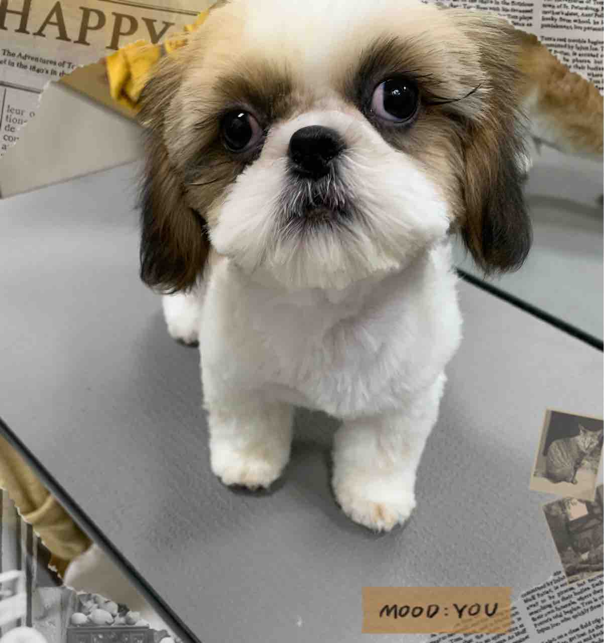 山口県 ペットショップワンラブ おのだサンパーク店のスタッフブログ