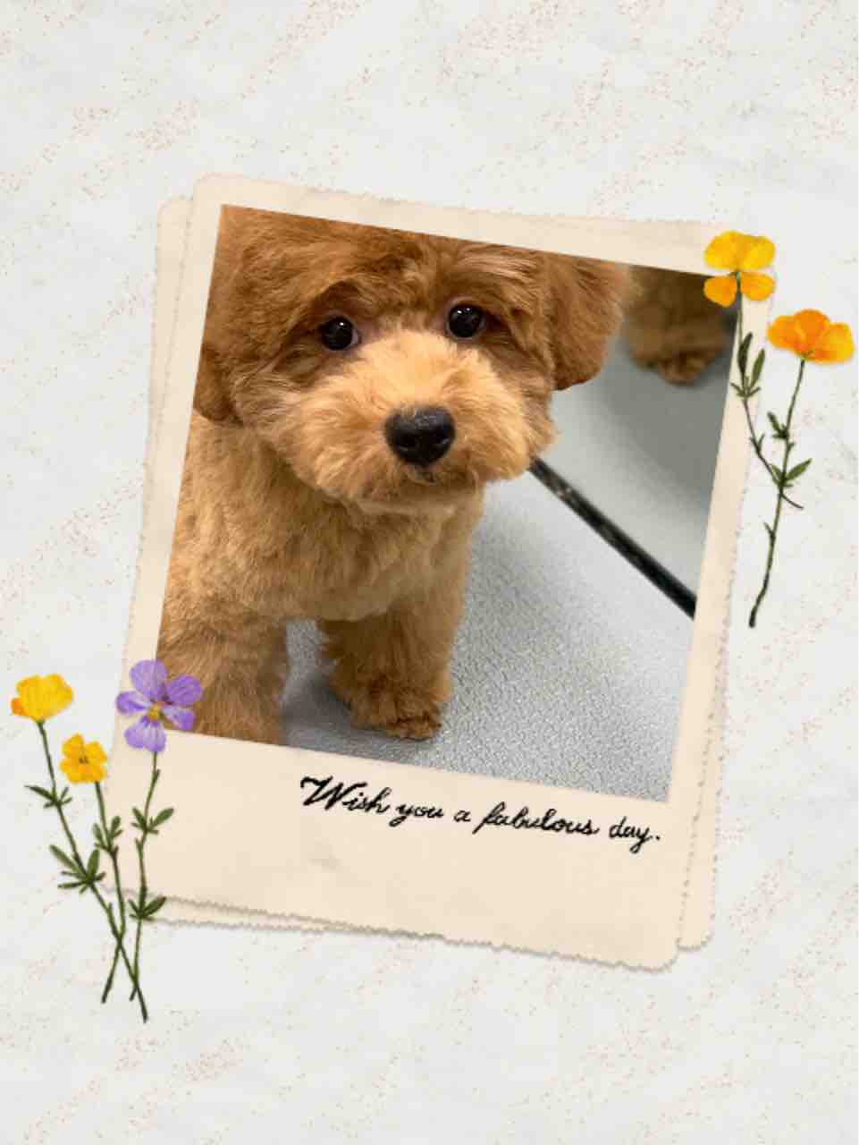 山口県 ペットショップワンラブ おのだサンパーク店のスタッフブログ