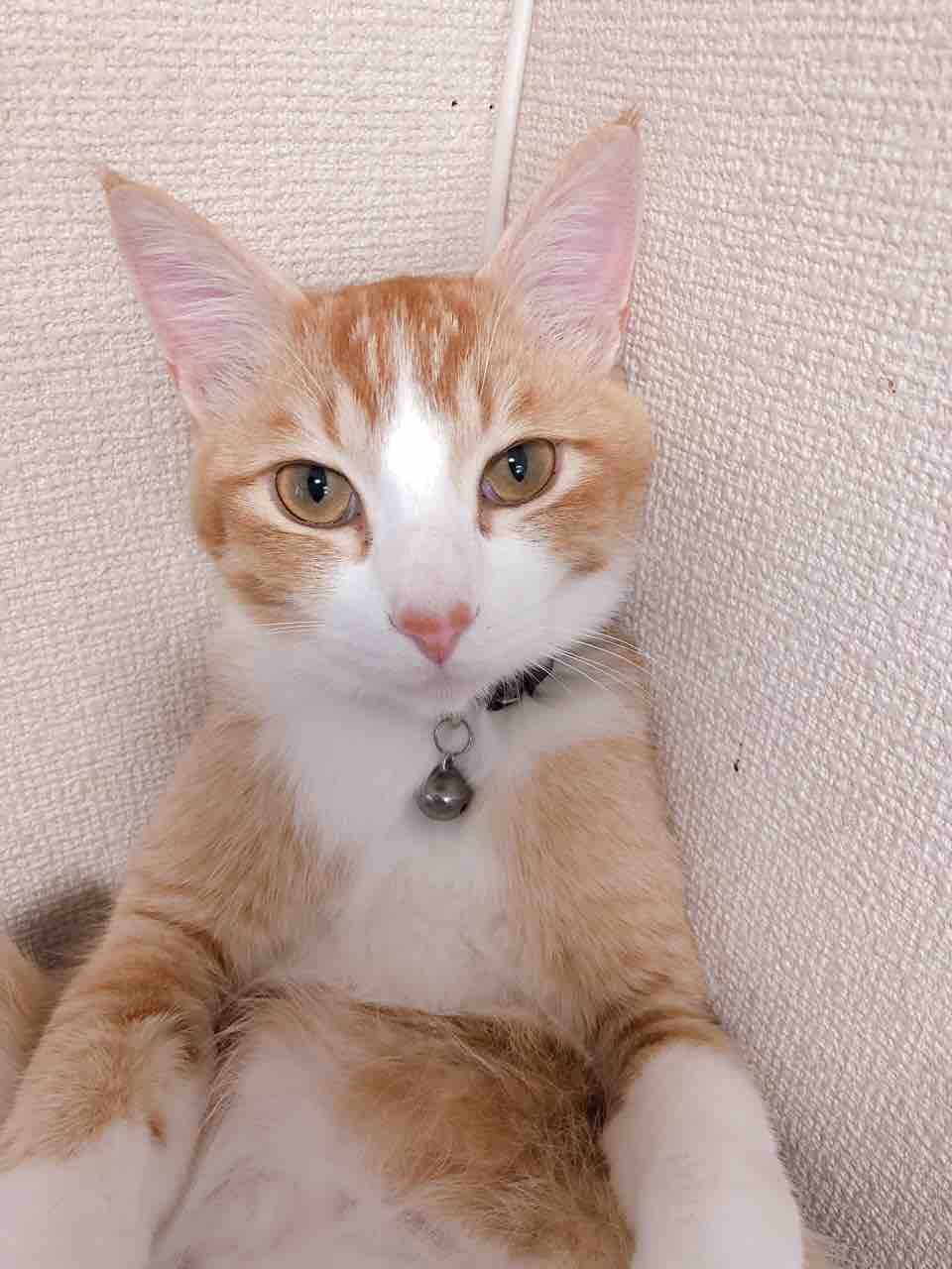 山口県 ペットショップワンラブ おのだサンパーク店のスタッフブログ