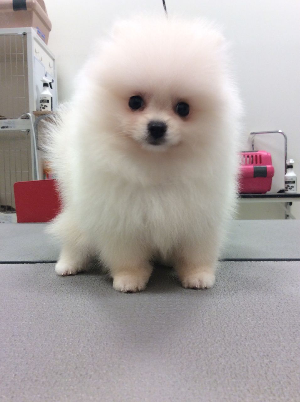 山口県 ペットショップワンラブ おのだサンパーク店のスタッフブログ