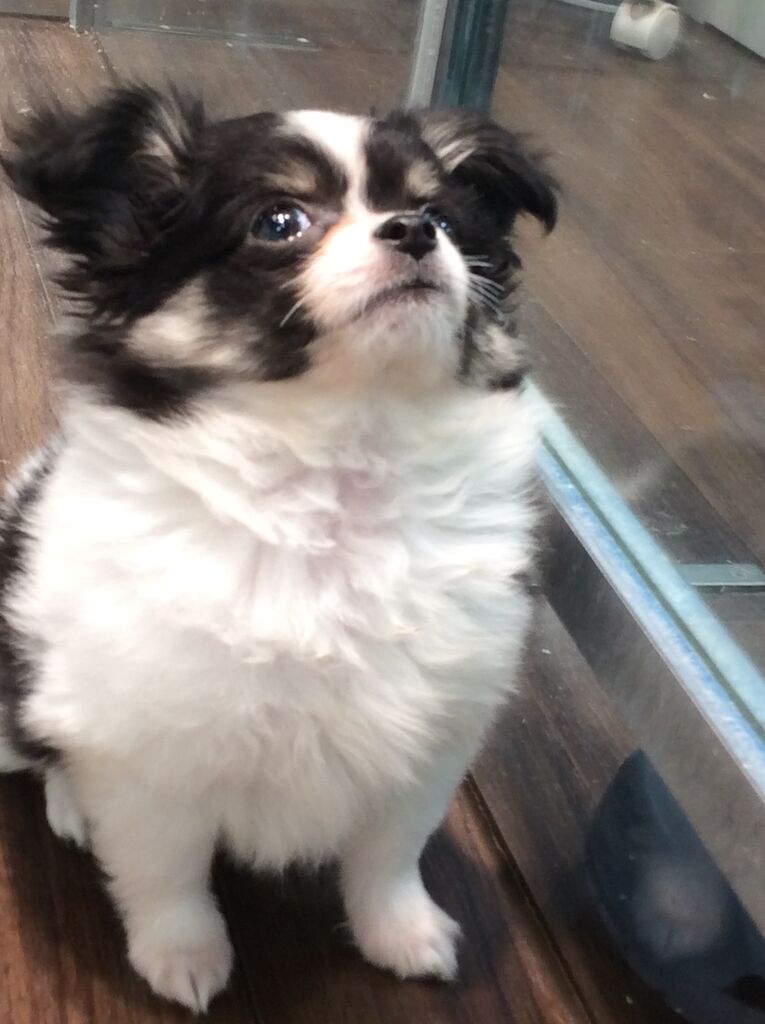 チワワ ブラックホワイト クリーム 山口県 ペットショップワンラブ おのだサンパーク店のスタッフブログ