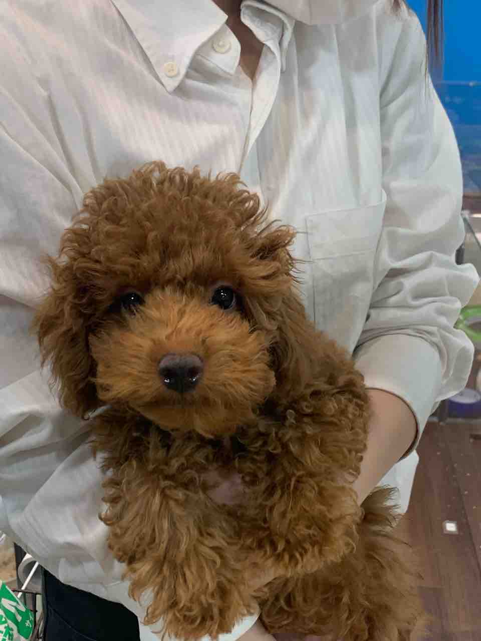 トイプードル 山口県 ペットショップワンラブ おのだサンパーク店のスタッフブログ トイプードル 山口県 ペットショップワンラブ おのだサンパーク店のスタッフブログ