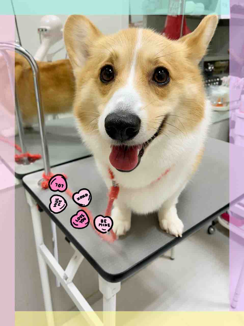 Wコーギー シャンプーセット おのだサンパーク 川本 山口県 ペットショップワンラブ おのだサンパーク店のスタッフブログ