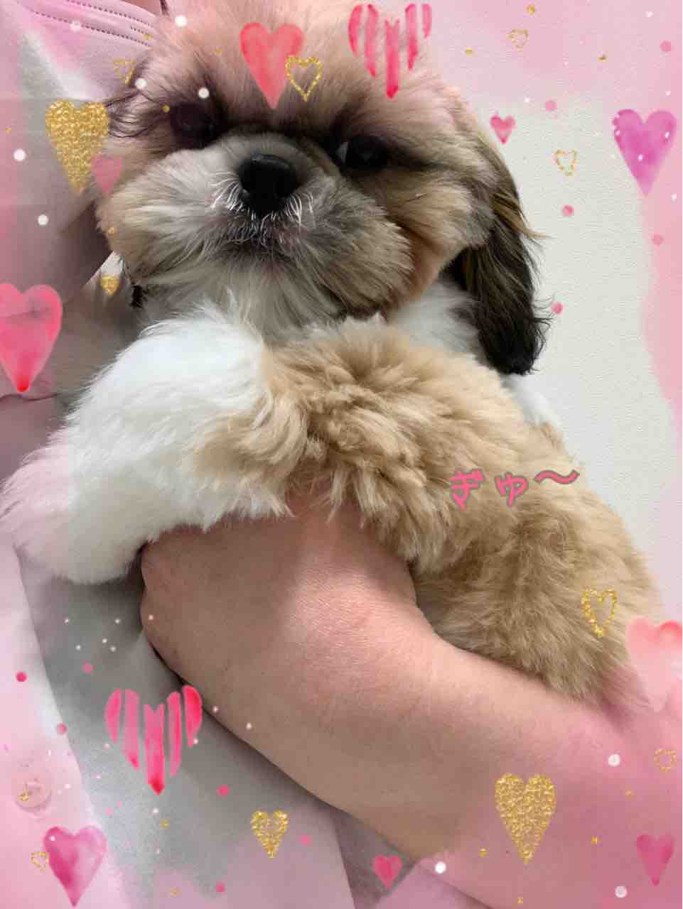 シーズー シャンプーカット おのだサンパーク 川本 山口県 ペットショップワンラブ おのだサンパーク店のスタッフブログ