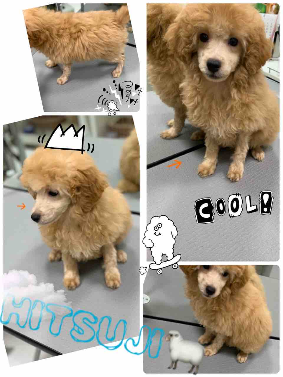 トイプードル シャンプーカット おのだサンパーク 川本 山口県 ペットショップワンラブ おのだサンパーク店のスタッフブログ トイプードル シャンプーカット おのだサンパーク 川本 山口県 ペットショップワンラブ おのだサンパーク店のスタッフブログ