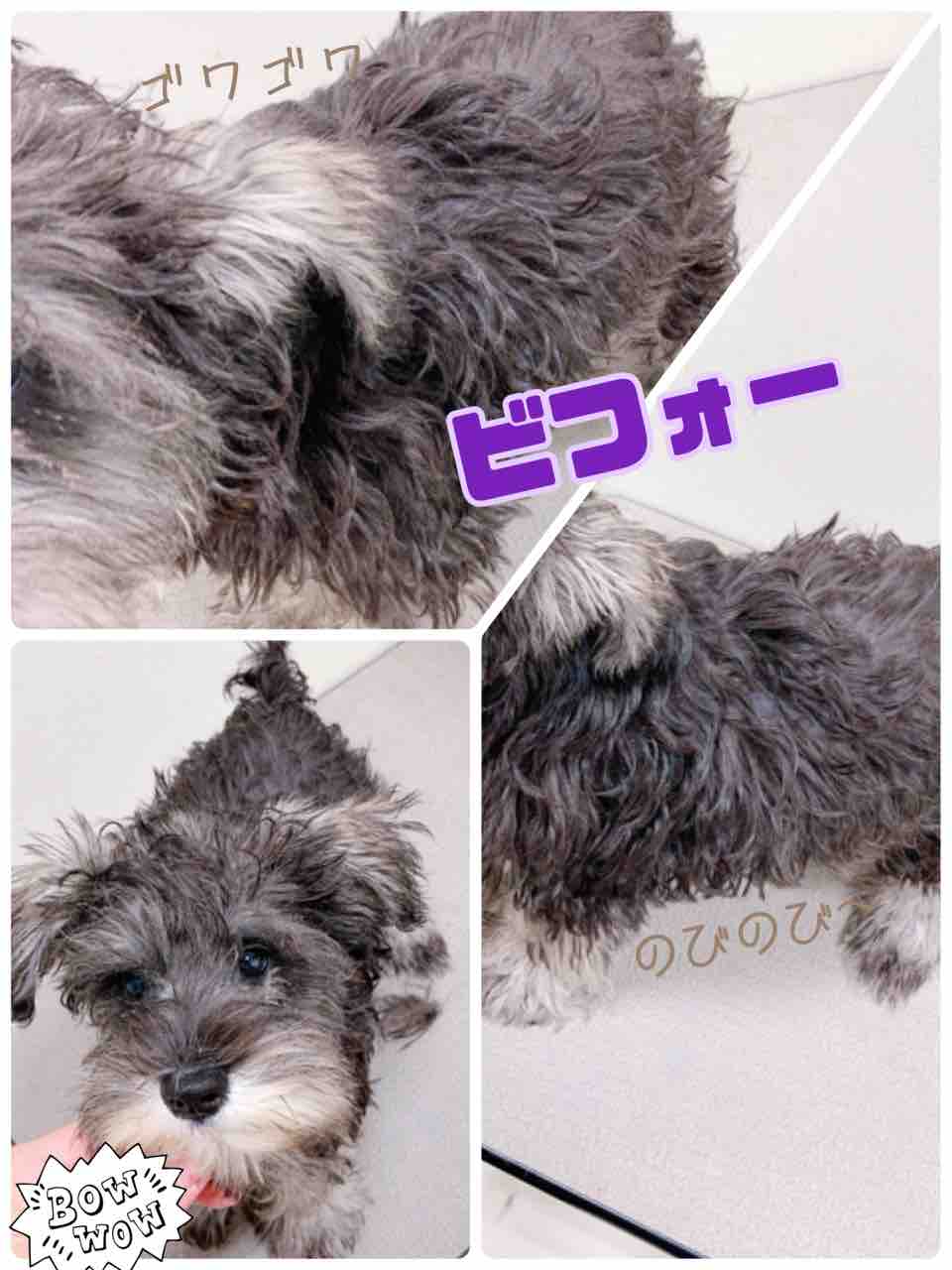 シュナウザー シャンプーカット おのだサンパーク 川本 山口県 ペットショップワンラブ おのだサンパーク店のスタッフブログ シュナウザー シャンプーカット おのだサンパーク 川本 山口県 ペットショップワンラブ おのだサンパーク店のスタッフブログ