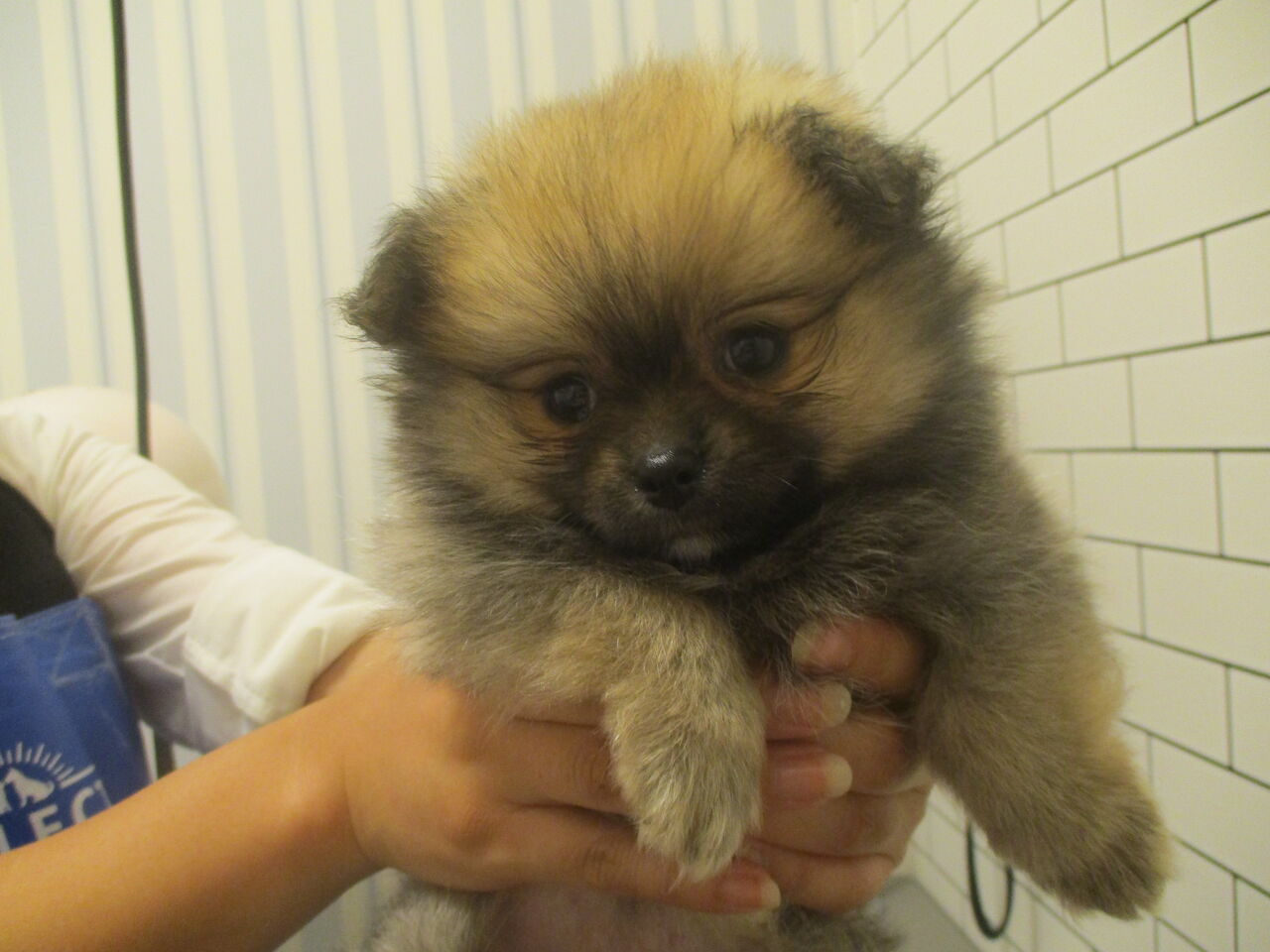 おてんばポメチー 彡 ペットショップワンラブ アリオ鳳店のスタッフブログ