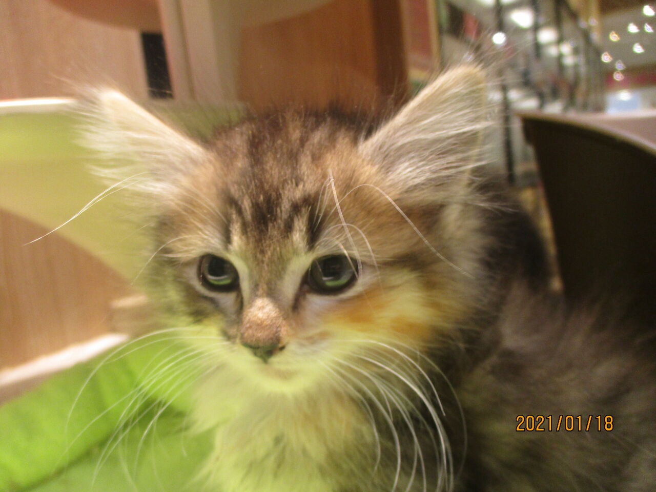 大きいねこちゃん ペットショップワンラブ アリオ鳳店のスタッフブログ