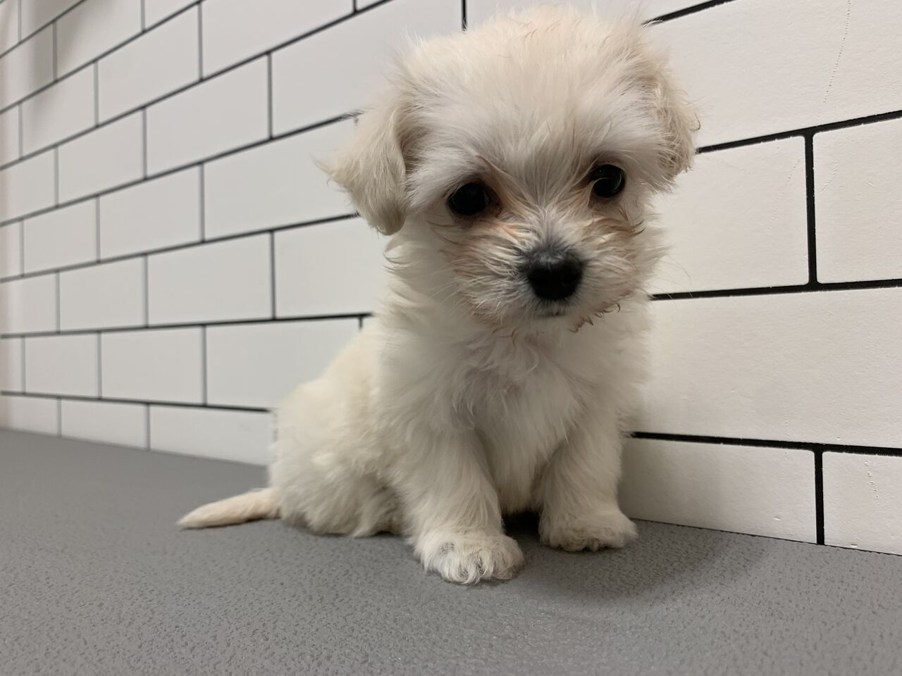 白い子犬 ペットショップワンラブ アリオ鳳店のスタッフブログ