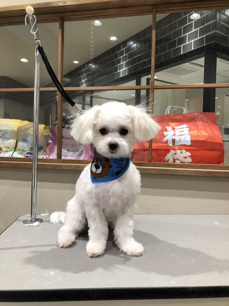 トリミングブログ 静岡県静岡市 ペットショップワンラブ パルコ静岡のスタッフブログ トリミングブログ 静岡県静岡市 ペットショップワンラブ パルコ静岡のスタッフブログ