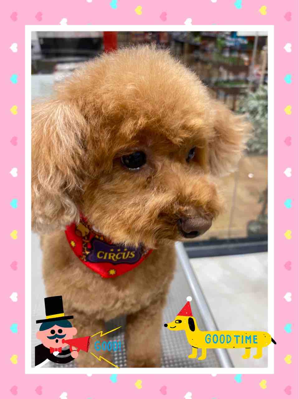 トイプードル カットコース ココ 愛川インター店 川村 神奈川県相模原市 ワンラブ カインズ相模原愛川インター店 ブログ