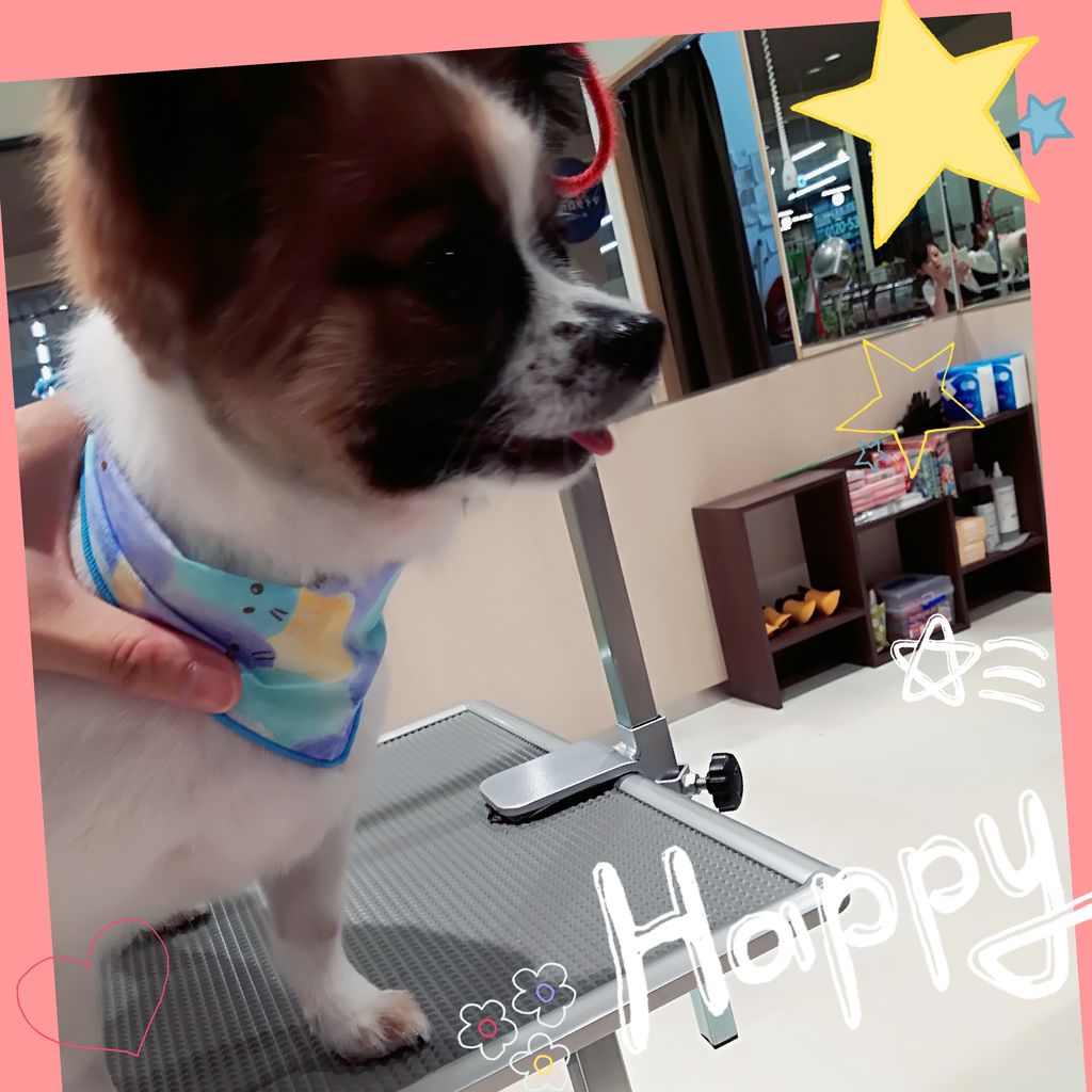 パピチワ カットコース チョコビ 愛川インター店 田崎 神奈川県相模原市 ワンラブ カインズ相模原愛川インター店 ブログ