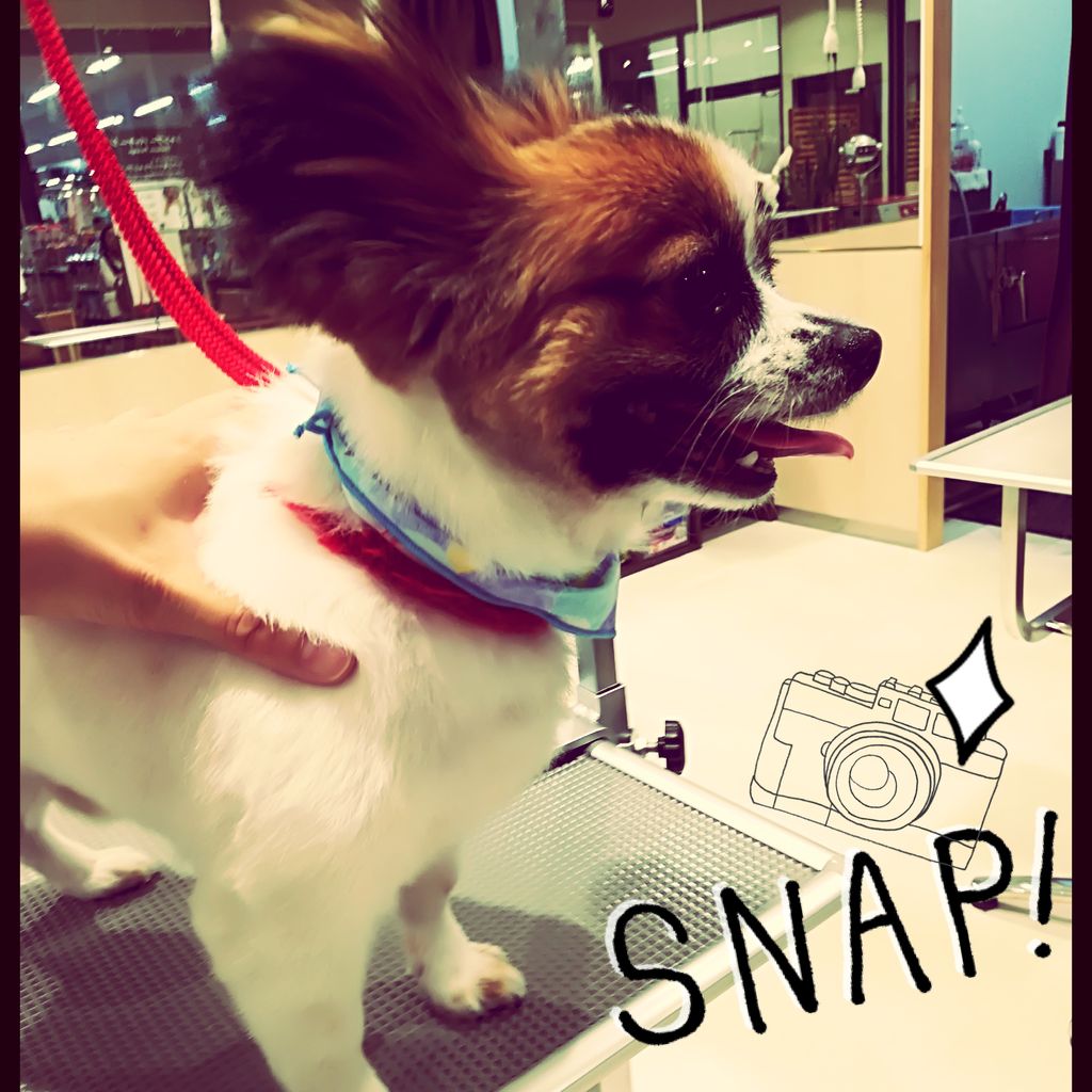 パピチワ カットコース チョコビ 愛川インター店 田崎 神奈川県相模原市 ワンラブ カインズ相模原愛川インター店 ブログ