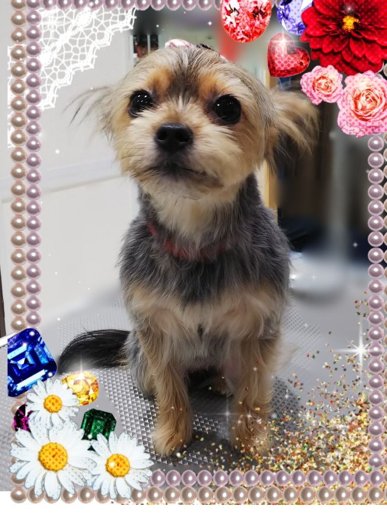 ﾖｰｸｼｬﾃﾘｱ ｼｰｽﾞｰ ｶｯﾄｺｰｽ ﾊﾟﾝ 愛川ｲﾝﾀｰ店 宮田 神奈川県相模原市 ワンラブ カインズ相模原愛川インター店 ブログ