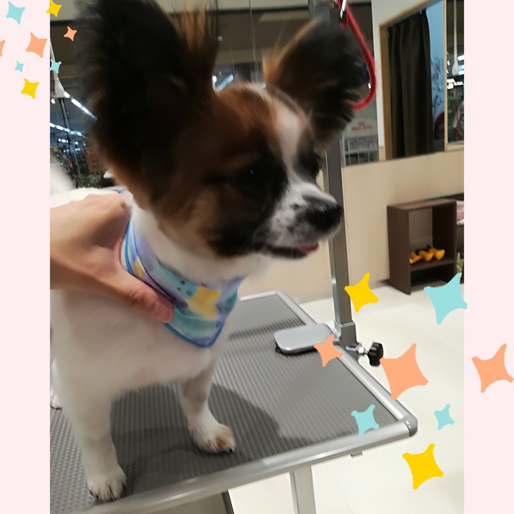 パピチワ カットコース チョコビ 愛川インター店 田崎 神奈川県相模原市 ワンラブ カインズ相模原愛川インター店 ブログ