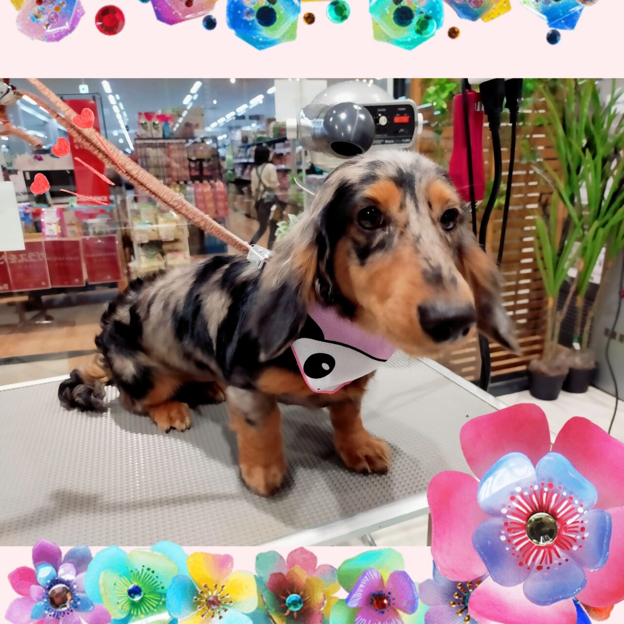 ミニチュアダックスフンド シャンプーコース 愛川インター店 宮田 神奈川県相模原市 ワンラブ カインズ相模原愛川インター店 ブログ