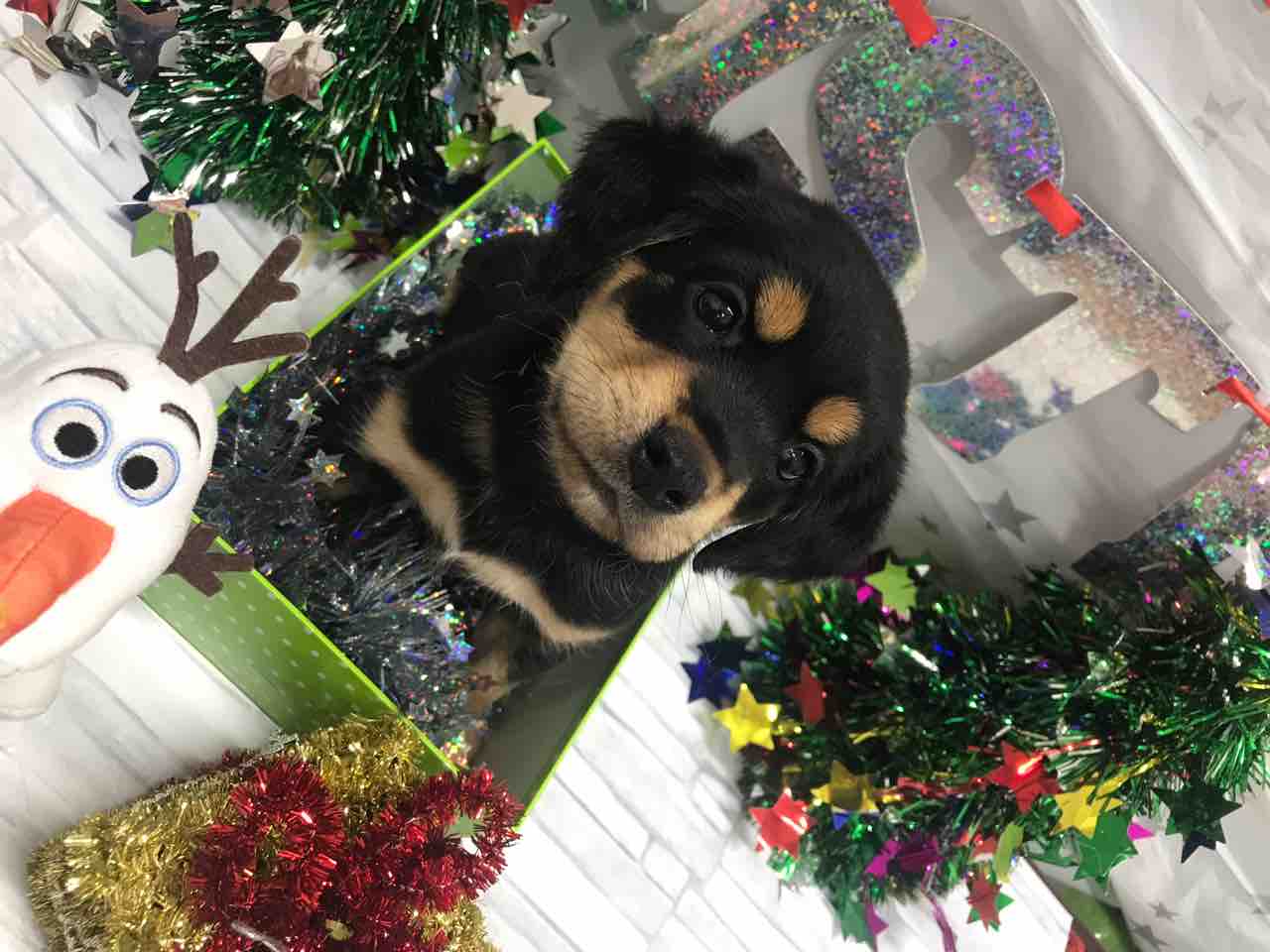 人気な柴犬ミックス 神奈川県相模原市 ワンラブ カインズ相模原愛川インター店 ブログ 人気な柴犬ミックス 神奈川県相模原市 ワンラブ カインズ相模原愛川インター店 ブログ