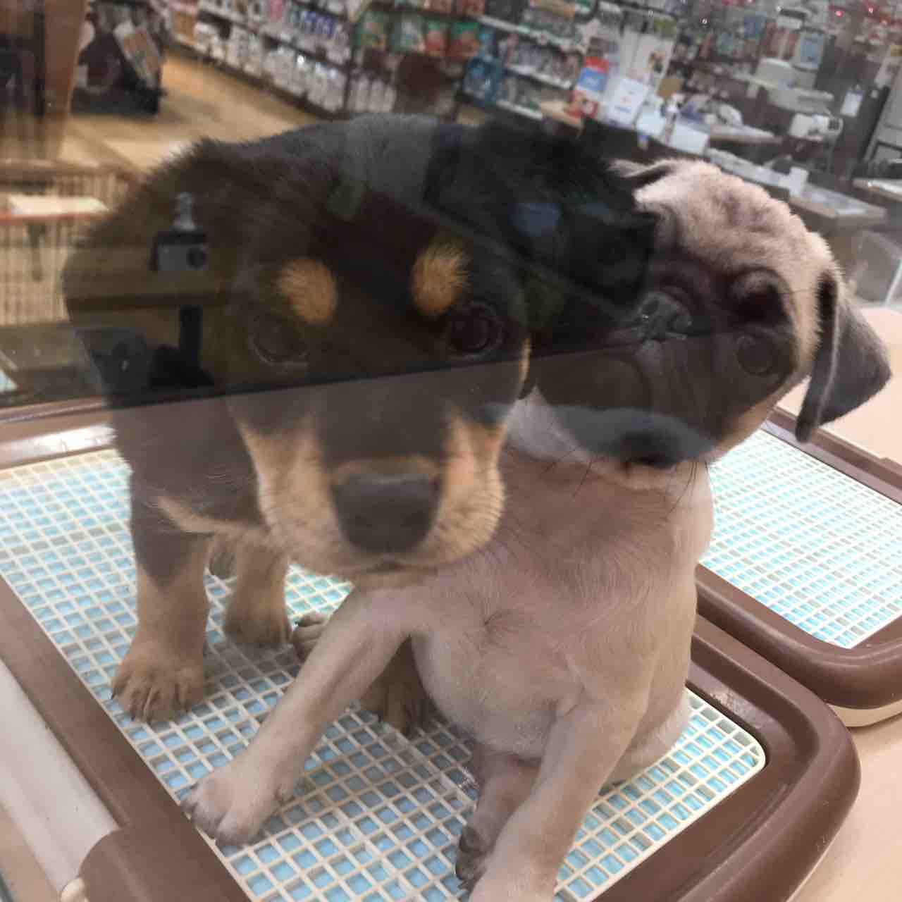 人気な柴犬ミックス 神奈川県相模原市 ワンラブ カインズ相模原愛川インター店 ブログ 人気な柴犬ミックス 神奈川県相模原市 ワンラブ カインズ相模原愛川インター店 ブログ