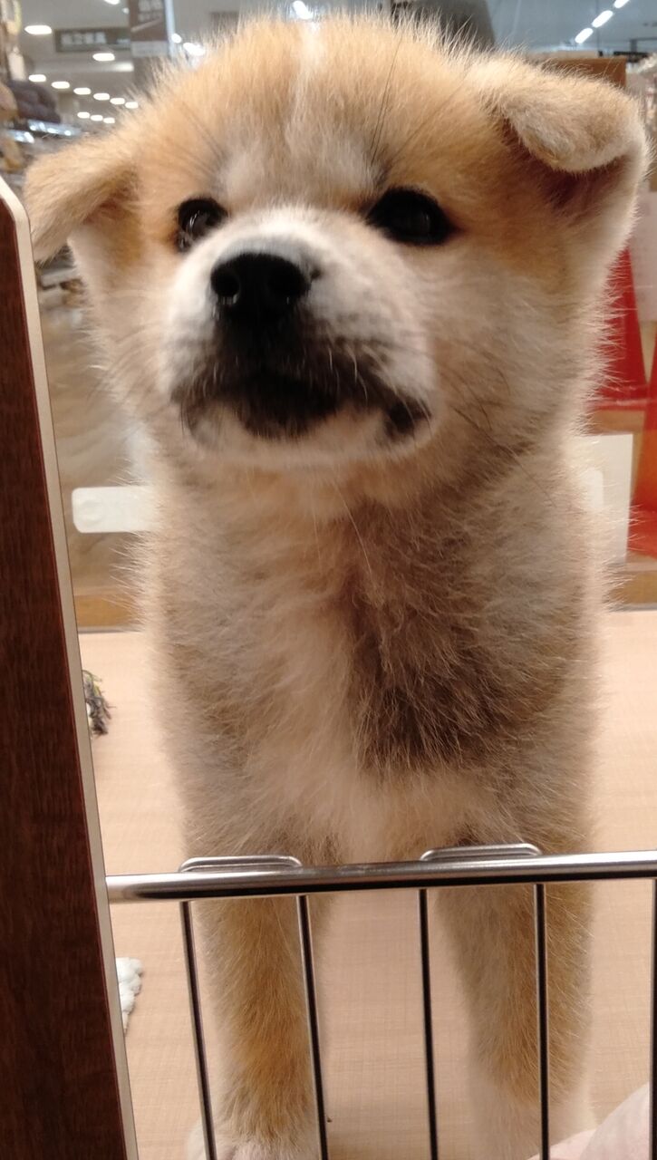 秋田犬くん 神奈川県相模原市 ワンラブ カインズ相模原愛川インター店 ブログ