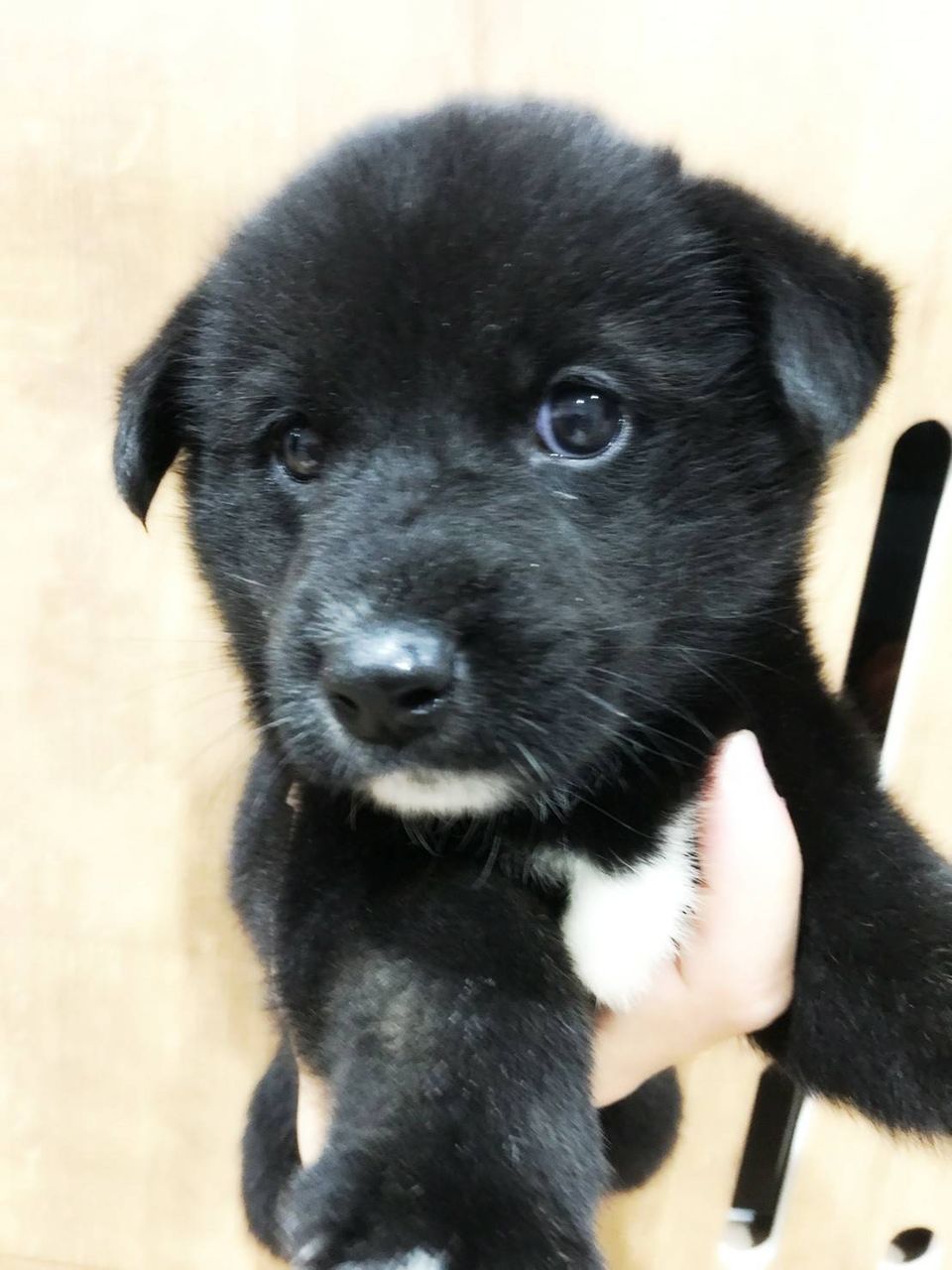 柴ビー 神奈川県相模原市 ワンラブ カインズ相模原愛川インター店 ブログ