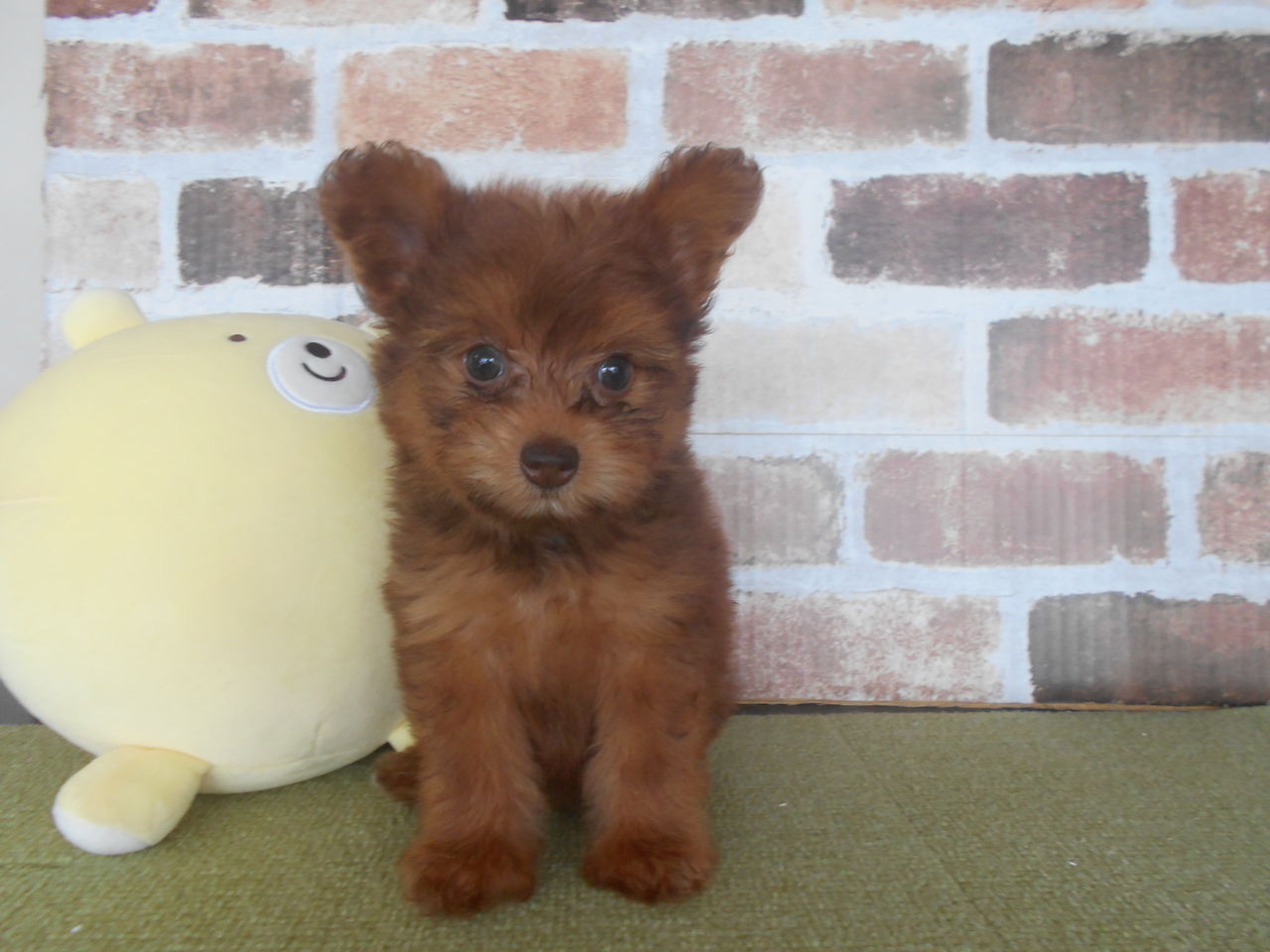 ポメプーちゃん ペットショップワンラブ パンジョ泉北店のスタッフブログ