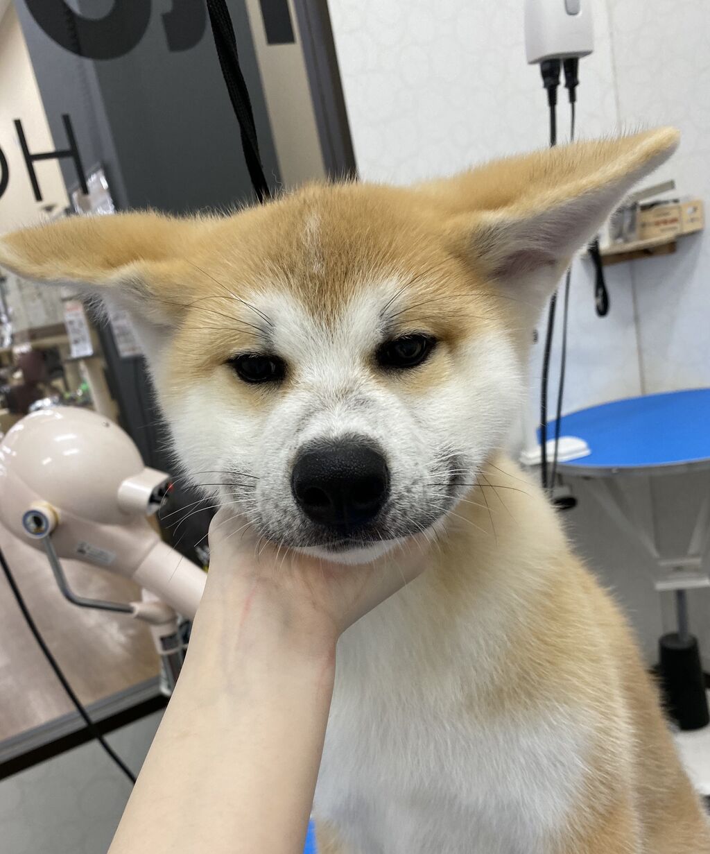 シャンプーした子 ペットショップワンラブグループ イオンモール下妻店 スタッフブログ シャンプーした子 ペットショップワンラブグループ イオンモール下妻店 スタッフブログ