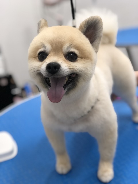 ☆ポメラニアンの柴犬カット☆ : ペットショップワンラブグループ イオンモール下妻店 スタッフブログ