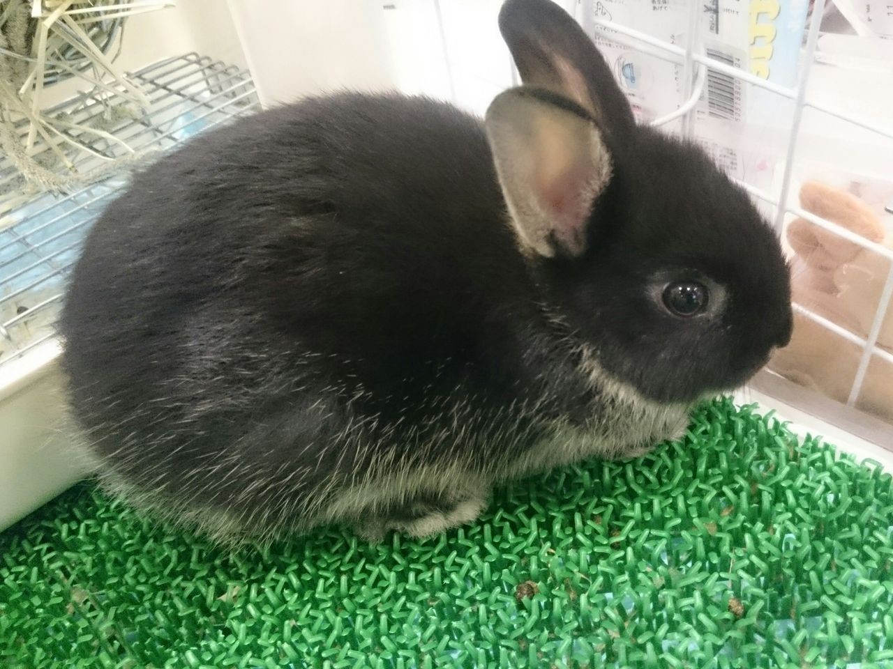 うさぎ ペットショップワンラブ カインズ名古屋当知店ペッツワンコーナースタッフブログ うさぎ ペットショップワンラブ カインズ名古屋当知店ペッツワンコーナースタッフブログ
