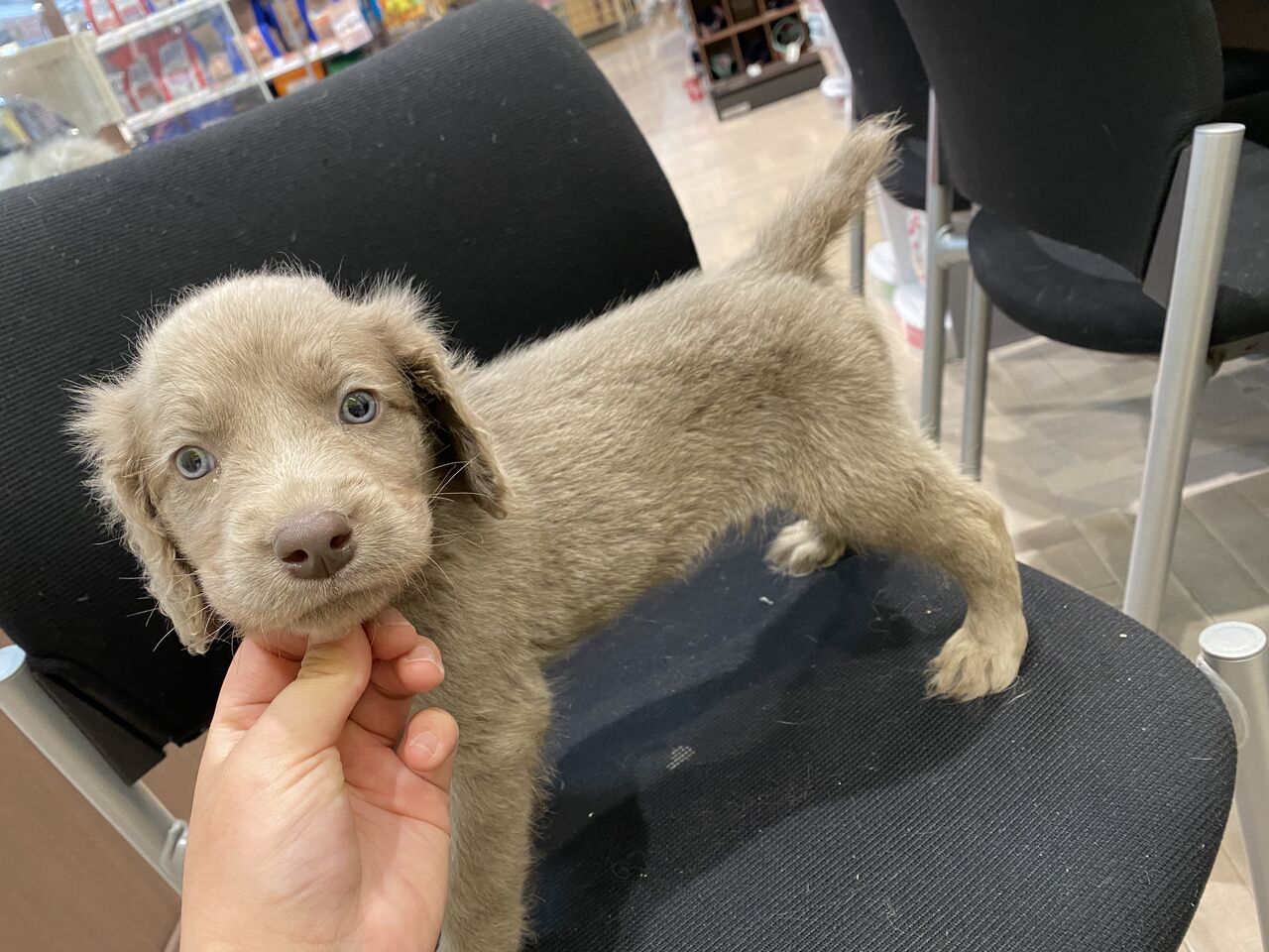 ワイマラナーくん ペットショップワンラブ カインズ名古屋当知店ペッツワンコーナースタッフブログ ワイマラナーくん ペットショップワンラブ カインズ名古屋当知店ペッツワンコーナースタッフブログ