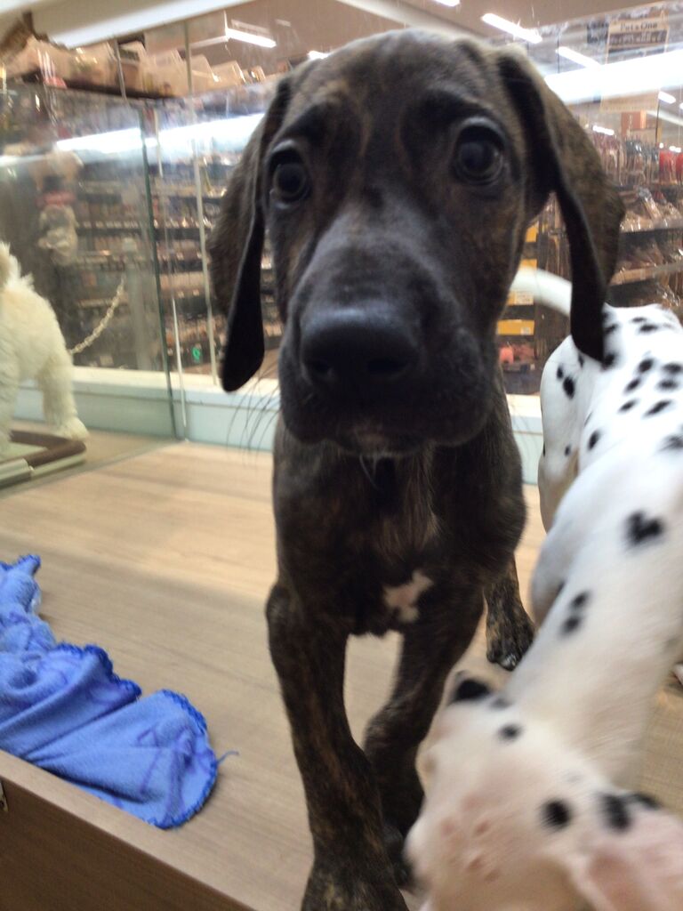 グレートワイマ ペットショップワンラブ カインズ名古屋当知店ペッツワンコーナースタッフブログ グレートワイマ ペットショップワンラブ カインズ名古屋当知店ペッツワンコーナースタッフブログ