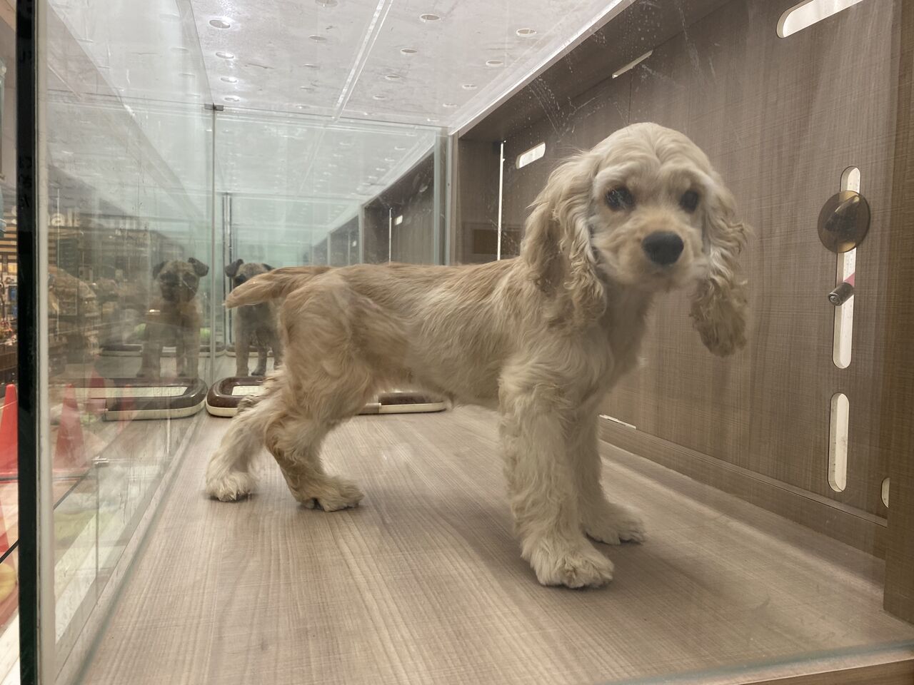 アメコカちゃん ペットショップワンラブ カインズ名古屋当知店ペッツワンコーナースタッフブログ