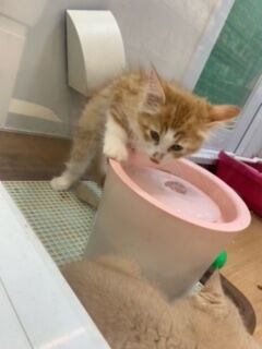 サイベリアンちゃん ペットショップワンラブ カインズ名古屋当知店ペッツワンコーナースタッフブログ サイベリアンちゃん ペットショップワンラブ カインズ名古屋当知店ペッツワンコーナースタッフブログ