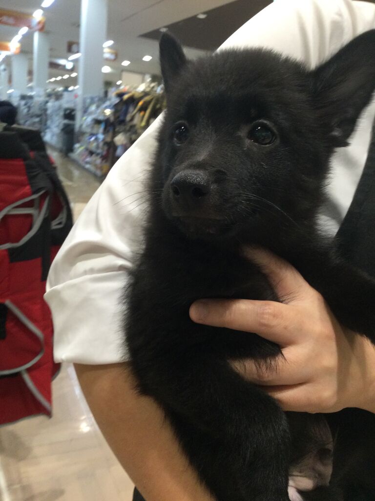 スキッパーキー ペットショップワンラブ カインズ名古屋当知店ペッツワンコーナースタッフブログ スキッパーキー ペットショップワンラブ カインズ名古屋当知店ペッツワンコーナースタッフブログ