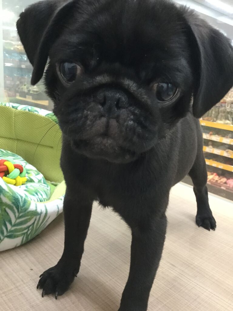 黒パグ ペットショップワンラブ カインズ名古屋当知店ペッツワンコーナースタッフブログ 黒パグ ペットショップワンラブ カインズ名古屋当知店ペッツワンコーナースタッフブログ
