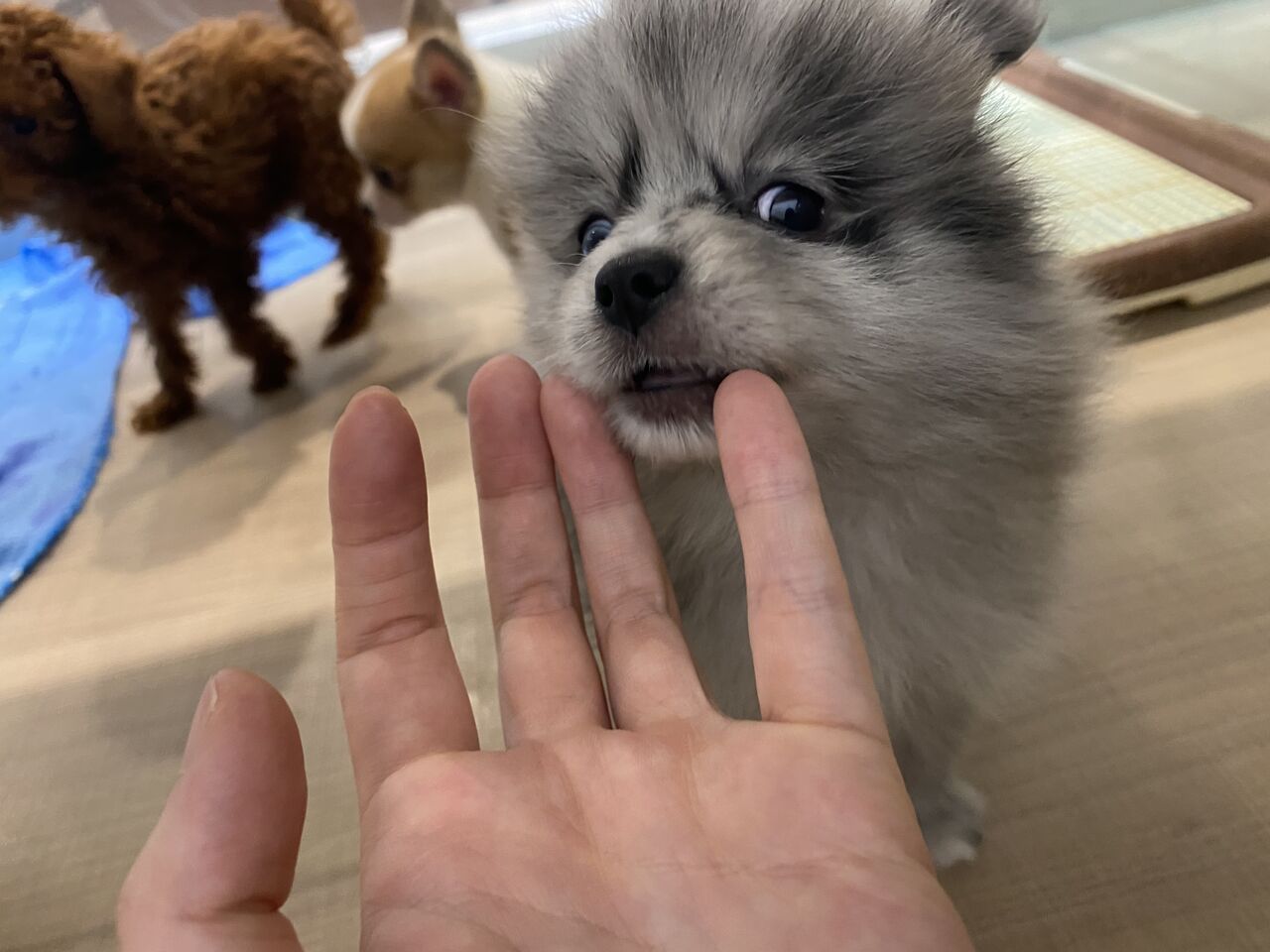 ブルーマールポメラニアン ペットショップワンラブ カインズ名古屋当知店ペッツワンコーナースタッフブログ ブルーマールポメラニアン ペットショップワンラブ カインズ名古屋当知店ペッツワンコーナースタッフブログ