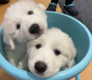 真っ白なカワイイ兄弟 ペットショップワンラブ カインズ名古屋当知店ペッツワンコーナースタッフブログ 真っ白なカワイイ兄弟 ペットショップワンラブ カインズ名古屋当知店ペッツワンコーナースタッフブログ