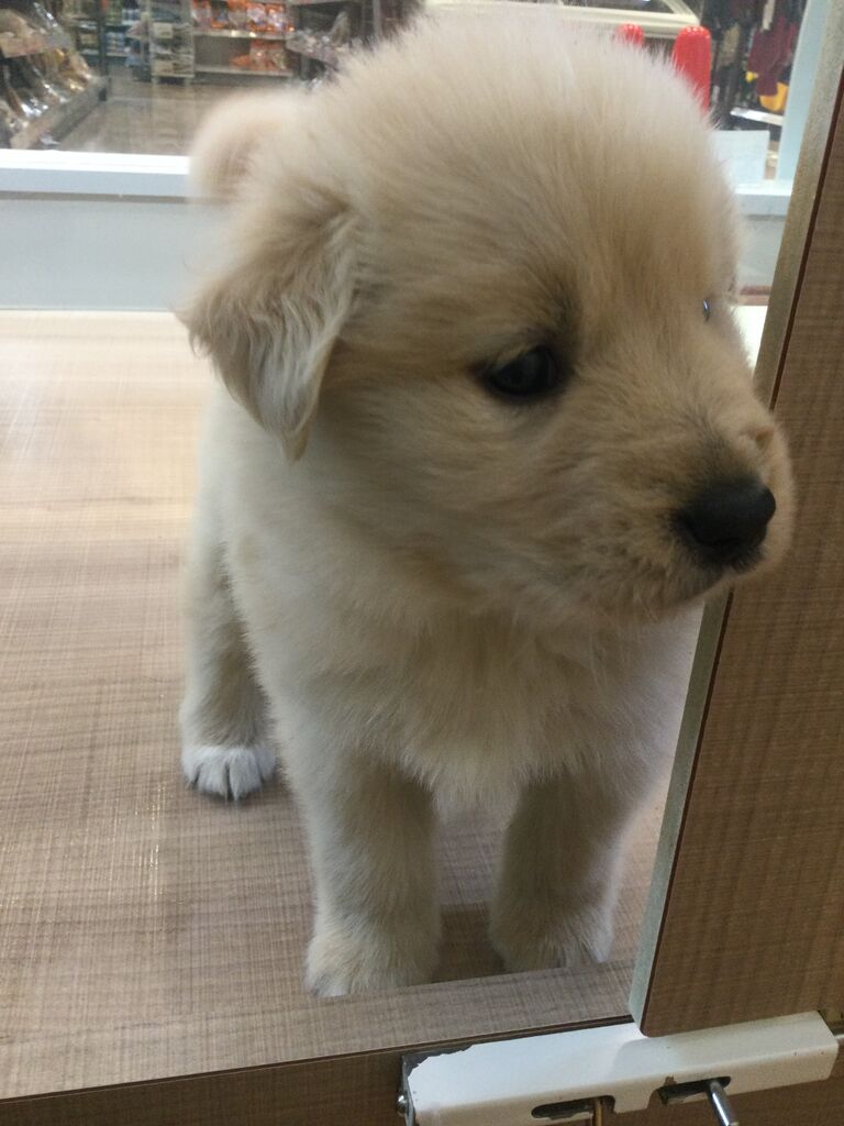 サモエド ゴールデン ペットショップワンラブ カインズ名古屋当知店ペッツワンコーナースタッフブログ