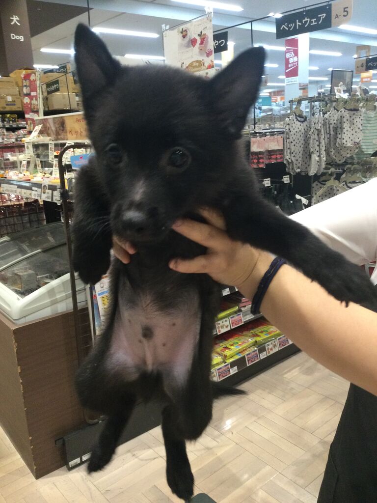 スキッパーキー ペットショップワンラブ カインズ名古屋当知店ペッツワンコーナースタッフブログ スキッパーキー ペットショップワンラブ カインズ名古屋当知店ペッツワンコーナースタッフブログ