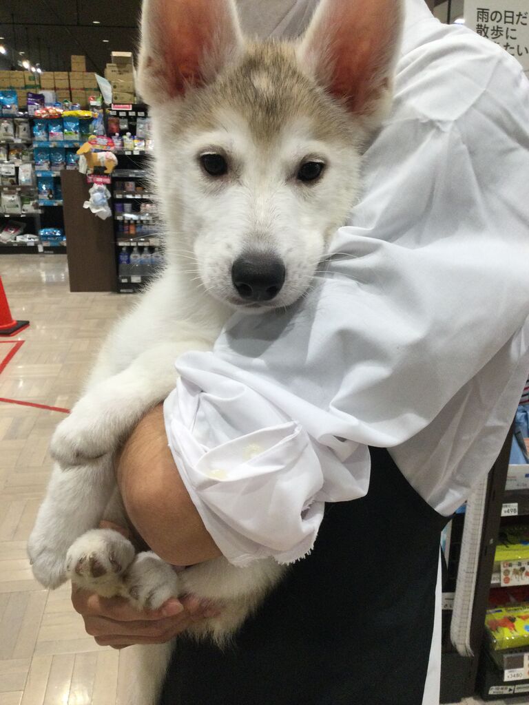 ハスキーシェパード ペットショップワンラブ カインズ名古屋当知店ペッツワンコーナースタッフブログ