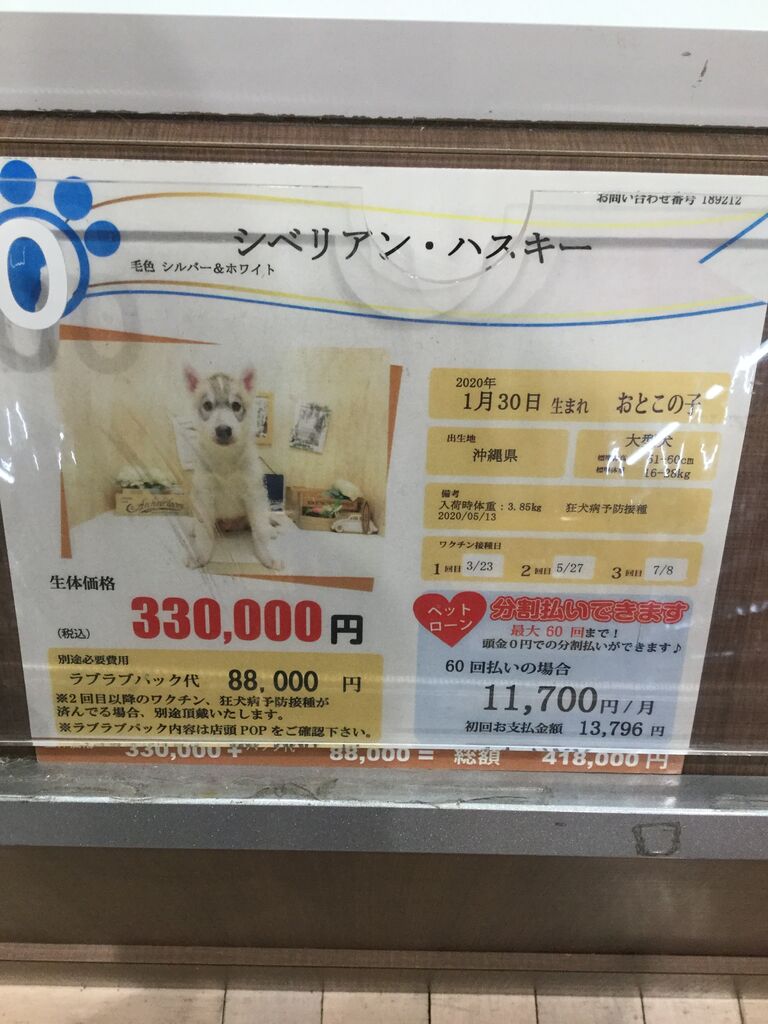 シベリアンハスキー ペットショップワンラブ カインズ名古屋当知店ペッツワンコーナースタッフブログ シベリアンハスキー ペットショップワンラブ カインズ名古屋当知店ペッツワンコーナースタッフブログ