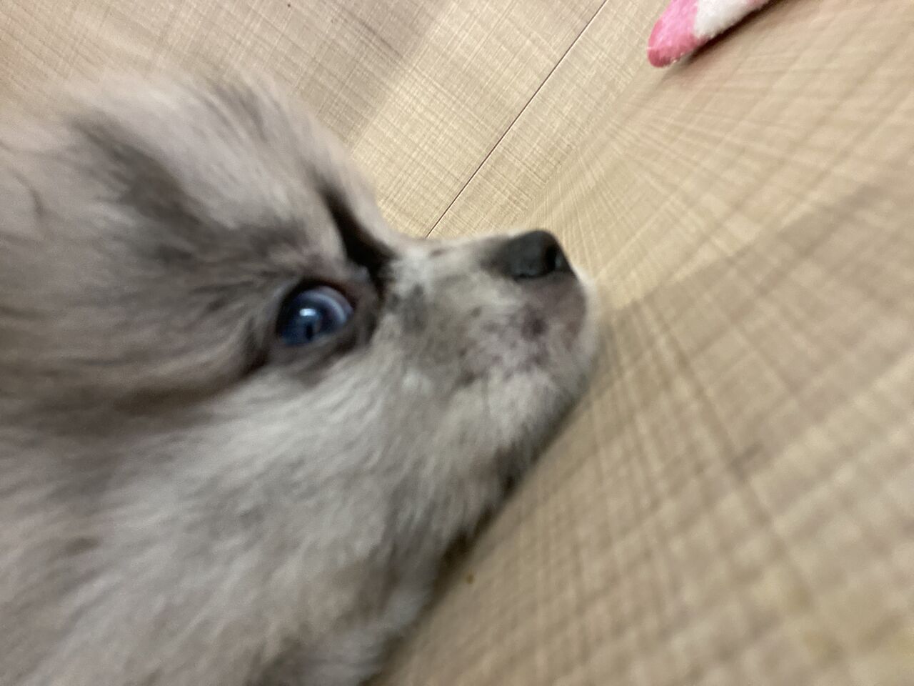 ブルーマールポメラニアン ペットショップワンラブ カインズ名古屋当知店ペッツワンコーナースタッフブログ ブルーマールポメラニアン ペットショップワンラブ カインズ名古屋当知店ペッツワンコーナースタッフブログ