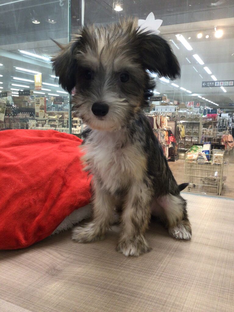 チャイニーズクレステッドドッグ ペットショップワンラブ カインズ名古屋当知店ペッツワンコーナースタッフブログ チャイニーズクレステッドドッグ ペットショップワンラブ カインズ名古屋当知店ペッツワンコーナースタッフブログ