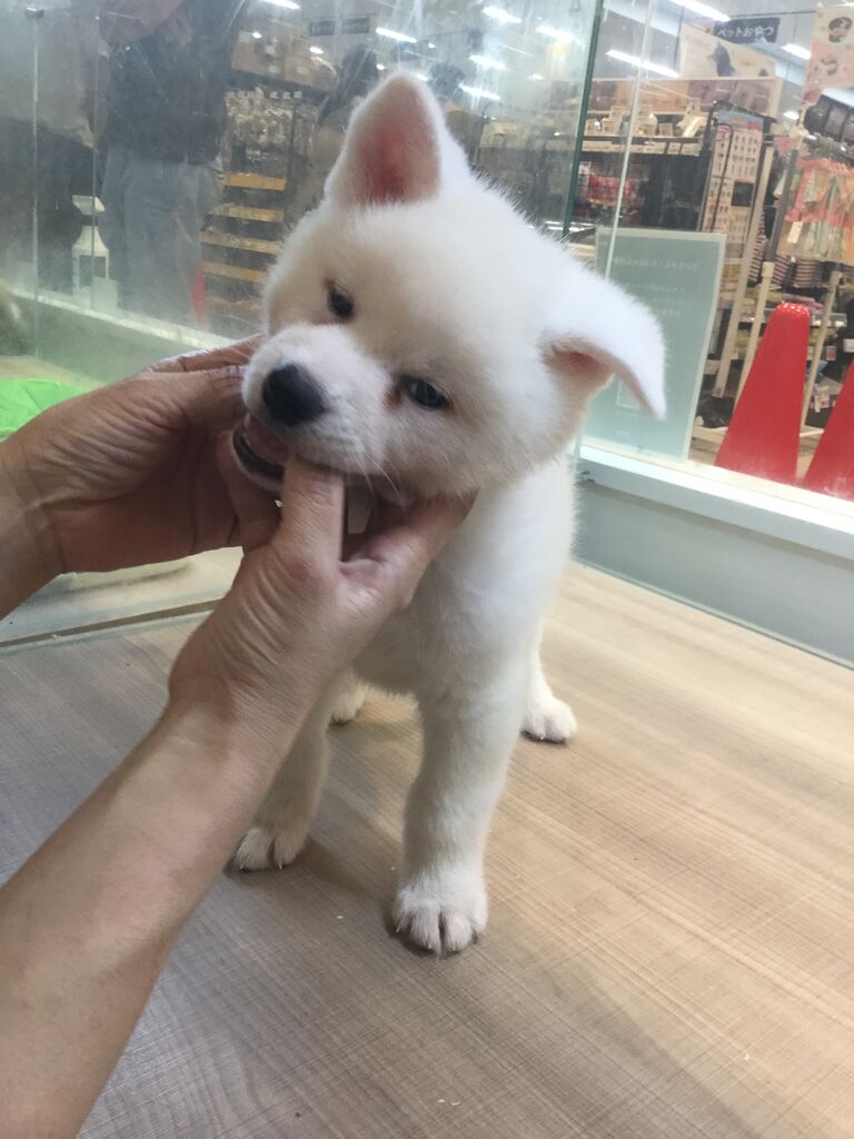 2ヶ月の秋田犬 ペットショップワンラブ カインズ名古屋当知店ペッツワンコーナースタッフブログ 2ヶ月の秋田犬 ペットショップワンラブ カインズ名古屋当知店ペッツワンコーナースタッフブログ